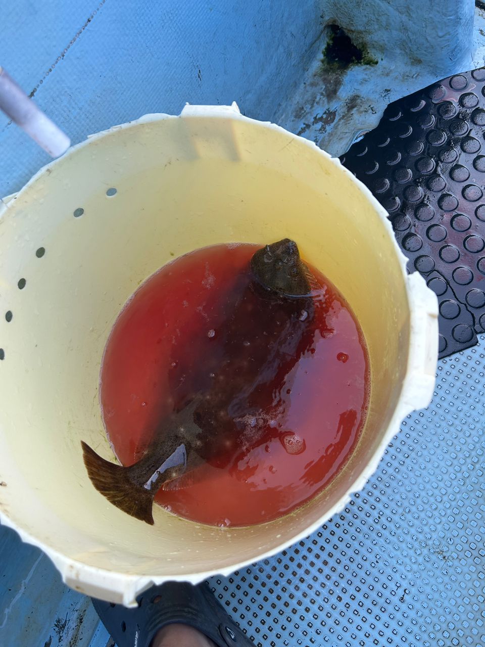 おそばさんの釣果 3枚目の画像