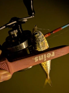 マアジの釣果