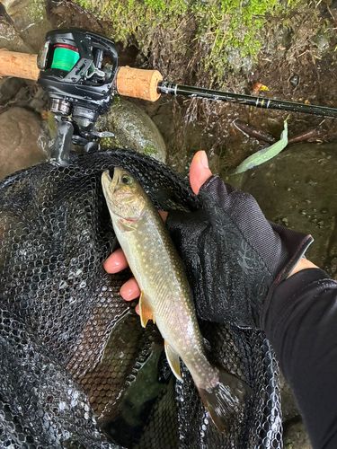イワナの釣果