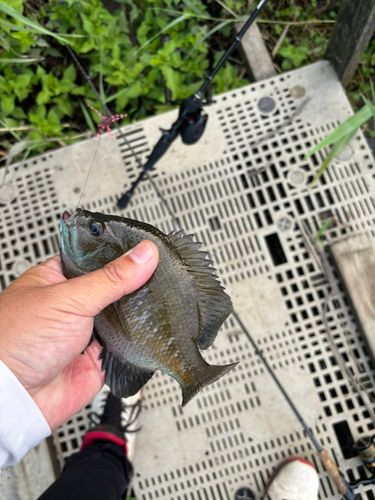 ブルーギルの釣果