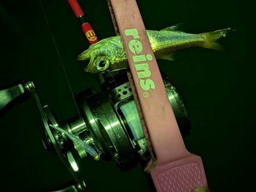 クロムツの釣果