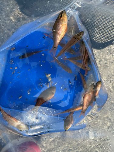 ネンブツダイの釣果