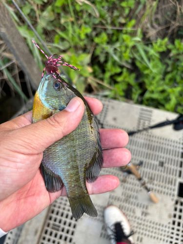 ブルーギルの釣果