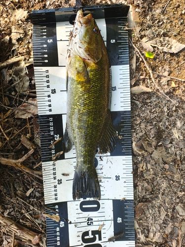 スモールマウスバスの釣果