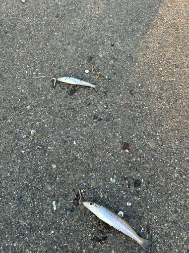 キスの釣果