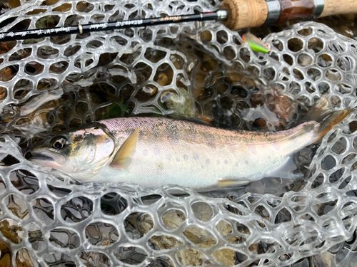 ヤマメの釣果
