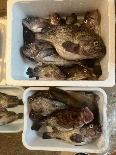 ソイの釣果