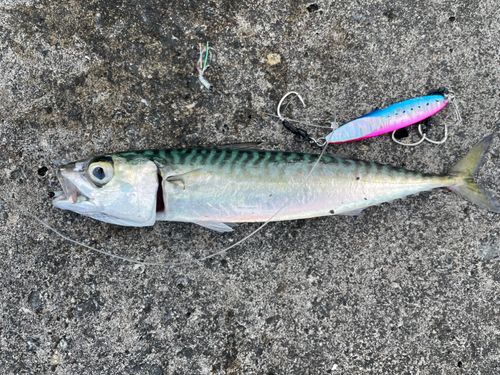 サバの釣果