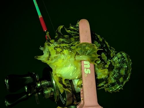 釣果