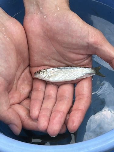 オイカワの釣果