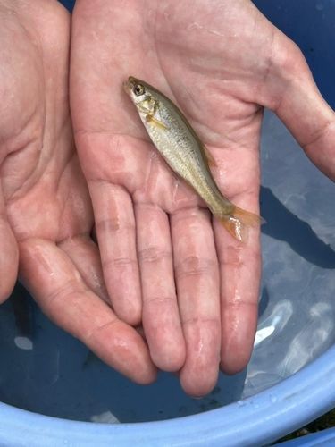 アブラハヤの釣果