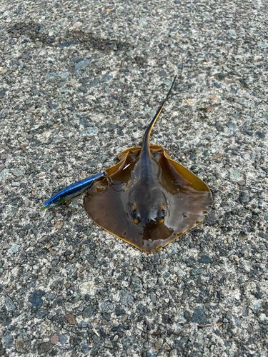 アカエイの釣果