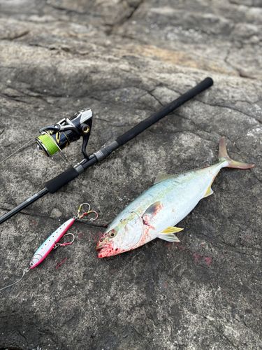 ハマチの釣果