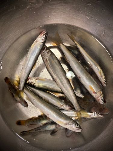 コアユの釣果