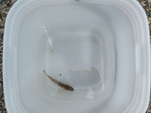 ハゼの釣果