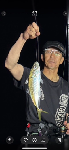 アジの釣果
