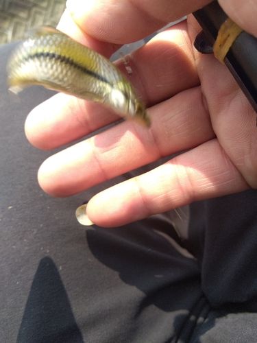 タモロコの釣果