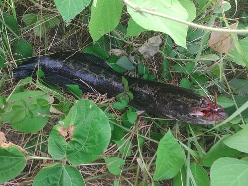 ライギョの釣果