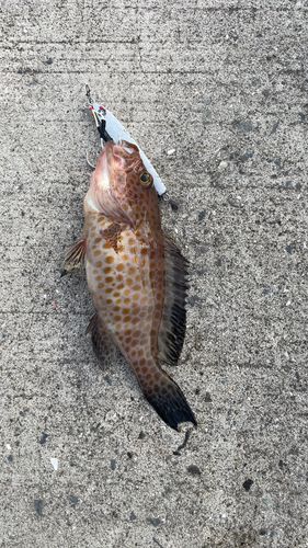 オオモンハタの釣果