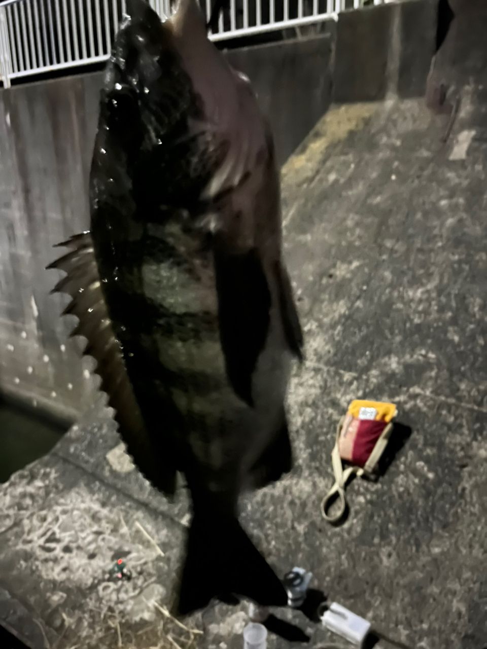 クロダイ