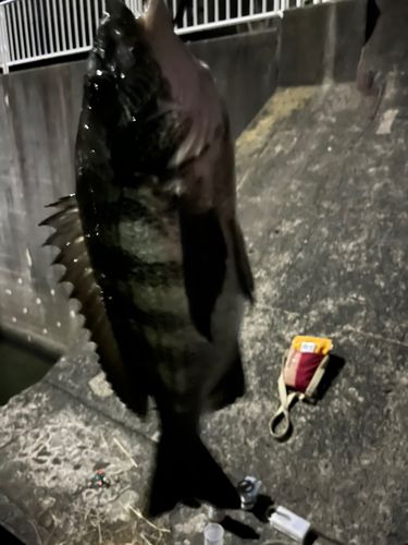 クロダイ