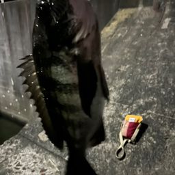 クロダイ