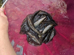 アユの釣果
