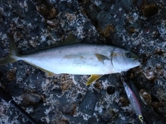 ヒラマサの釣果