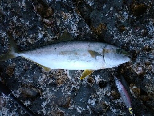 ヒラマサの釣果