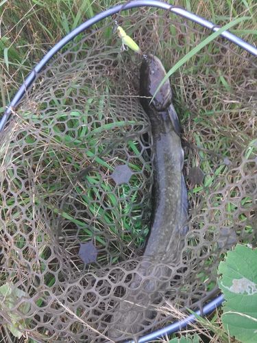 ナマズの釣果
