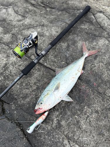 ハマチの釣果