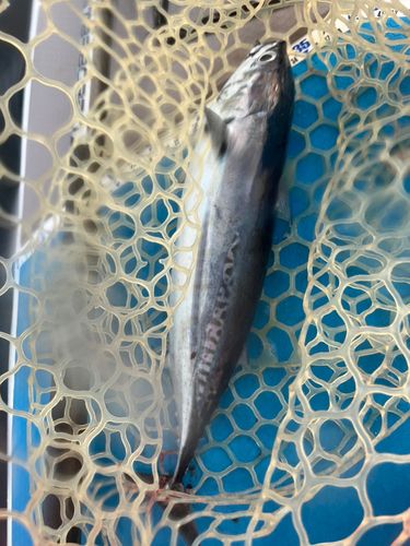 マルソウダの釣果