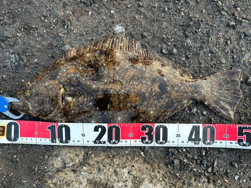 ヒラメの釣果