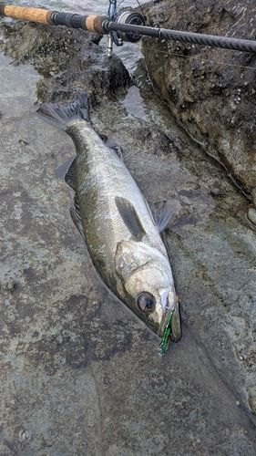 マルスズキの釣果