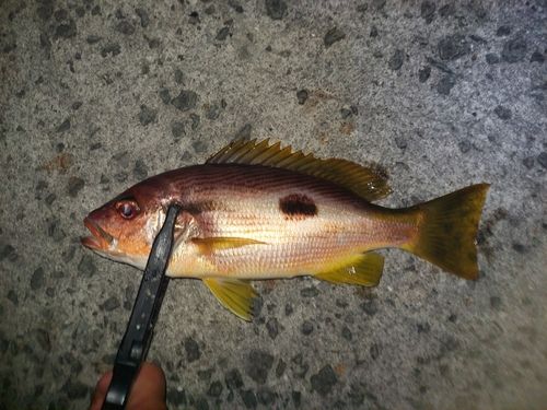 クロホシフエダイの釣果