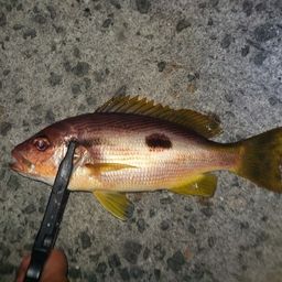 クロホシフエダイ