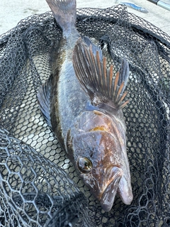 アイナメの釣果