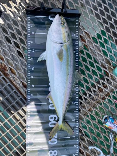 メジロの釣果