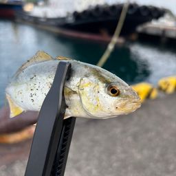 カンパチ