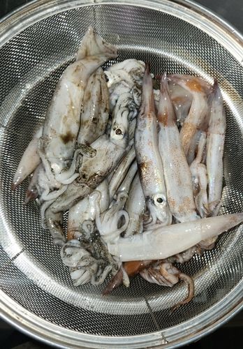 スルメイカの釣果