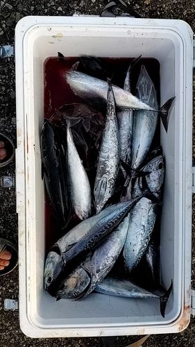 ソウダガツオの釣果