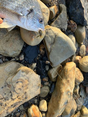 キビレの釣果