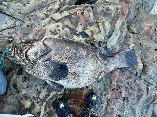 ヤイトハタの釣果