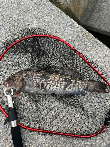アイナメの釣果