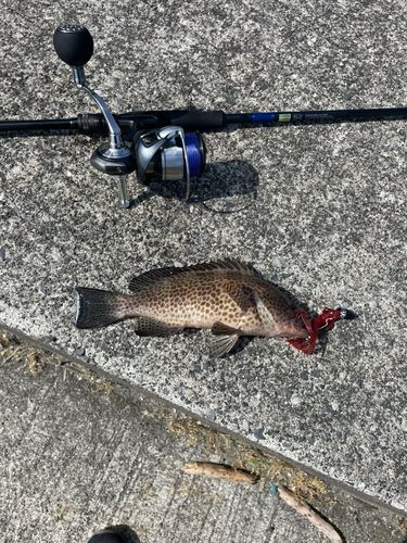 オオモンハタの釣果