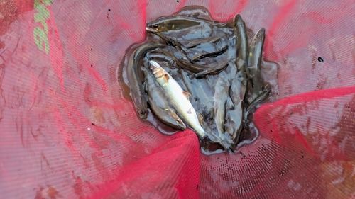 アユの釣果