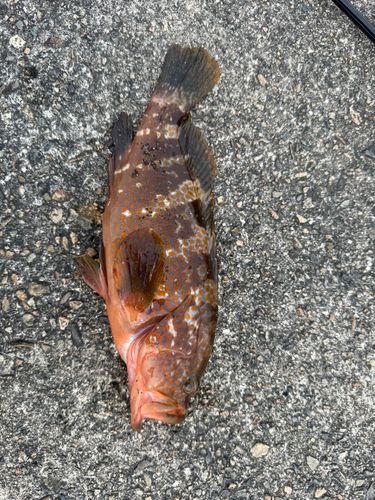 キジハタの釣果