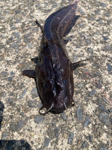 ゴンズイの釣果