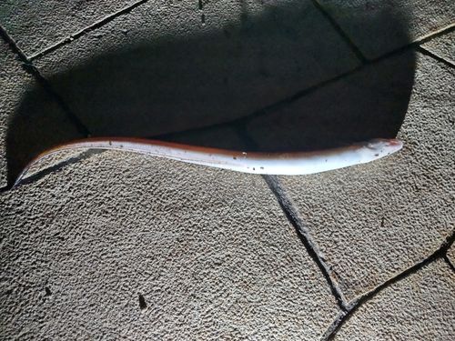 アナゴの釣果