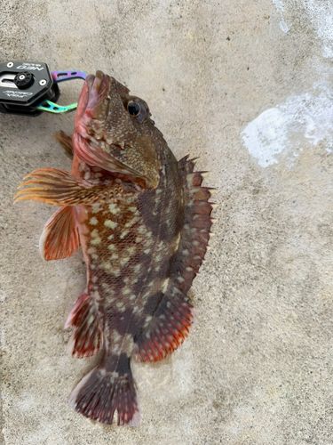 カサゴの釣果